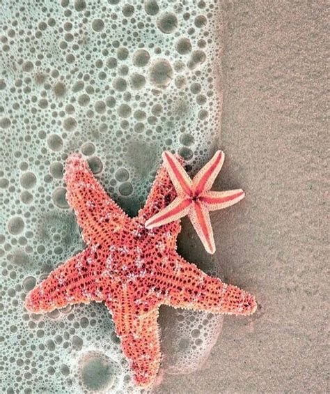 Starfish Strand Wallpaper, Ocean Wallpaper, Iphone Background Wallpaper, Mobile Wallpaper ...