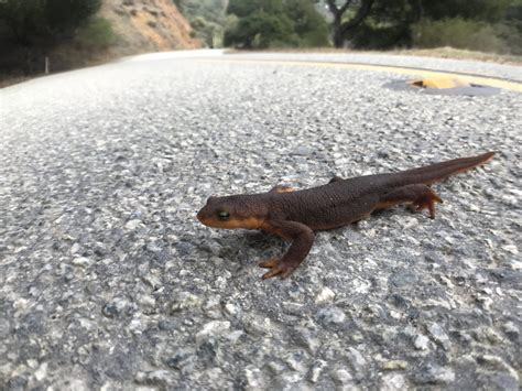 California Newts: Species Spotlight