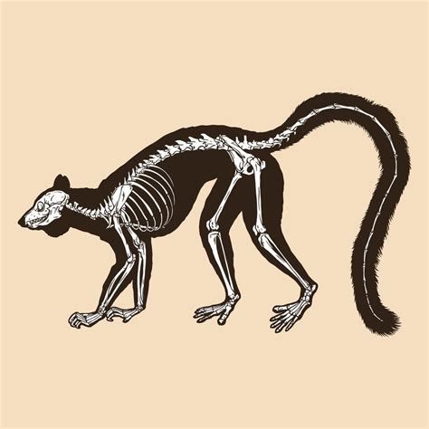 Skeleton ring tailed lemur vector illustration 8131064 Vector Art at Vecteezy