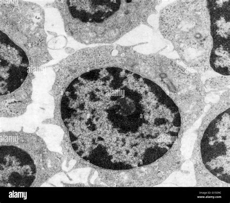 Transmission Electron Microscope Images Of Cells