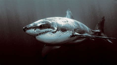 Great White Shark HD wallpapers High Quality