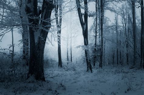 Dark Snowy Forest Images – Browse 381 Stock Photos, Vectors, and Video ...