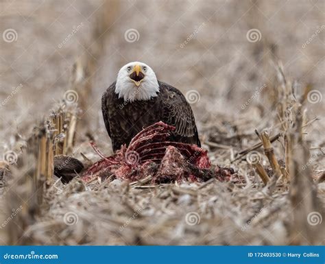 Bald Eagle in Pennsylvania stock photo. Image of atlantic - 172403530