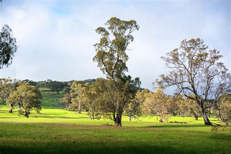 Countryside Victoria Australia Photograph by Max Neivandt