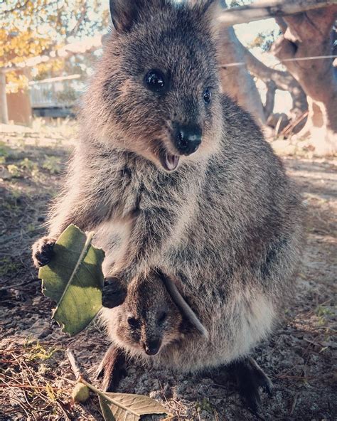 ~ Quokka and baby (peeking out of mama's pouch) | Cute animals, Animals, Quokka baby