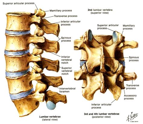 Lumbar Spine - Neuroradiology