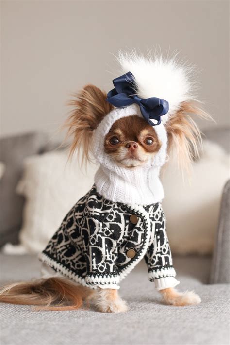 Teacup Chihuahua Clothes: The Ultimate Guide For Owners - Chihuahuas Blog