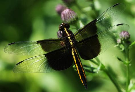 All of Nature: Dragonfly Count at Springbrook