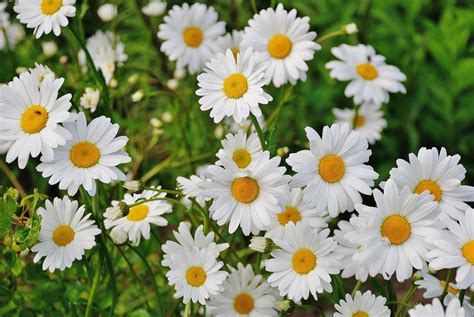 Free Images : nature, blossom, white, meadow, flower, petal, bloom ...