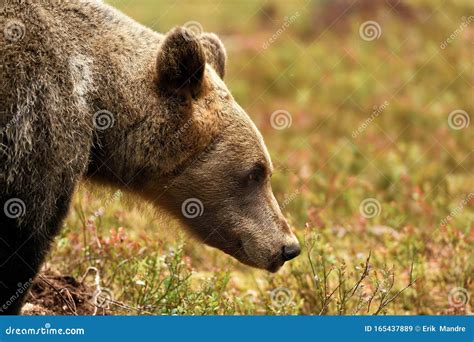 Side View of the Brown Bear Head Stock Image - Image of wildlife ...