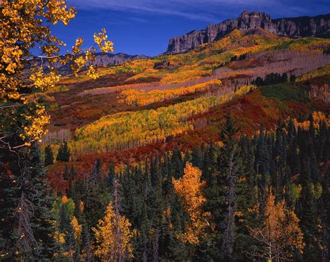 Autumn colors, Uncompahgre National Forest, CO | Fall colors, National ...