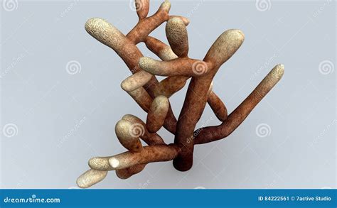 Neurospora stock illustration. Illustration of symbiosis - 84222561