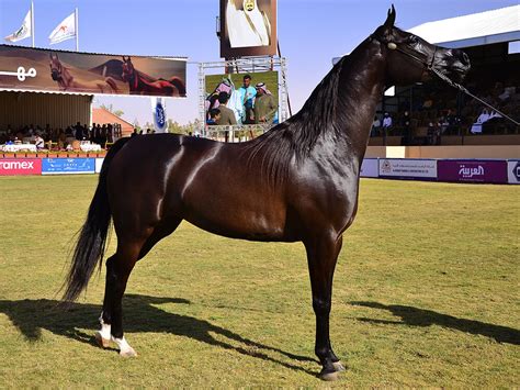 Arabian Horse Breed Information | Care, Costs | UKPets