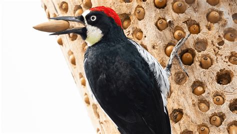 Woodpecker Fills Walls Of Home With 318 Kilograms Of Acorns | IFLScience