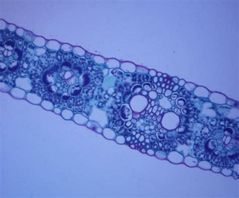 Dicot and monocot, typical leaves, TS Microscope slide - Southern Biological