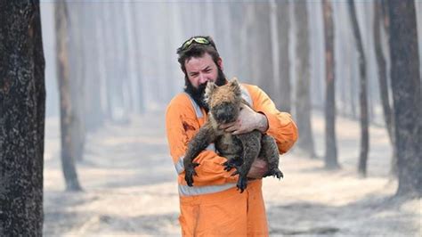 Nearly 3 billion animals affected by Australia bushfire