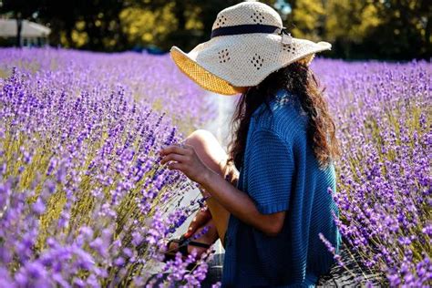 Lavender Fields, Provence Tours & Activities