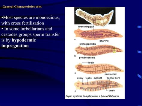 PPT - Chapter 13 - Introduction to Phylum Platyhelminthes PowerPoint ...