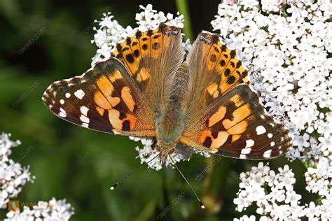 Distelfalter Bild bestellen - Naturbilder bei Wildlife Media