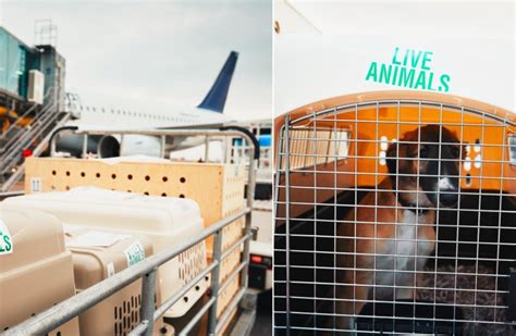 Airport Staff Care for Dogs Exiting Plane, Delighting Viewers—'How Gentle'