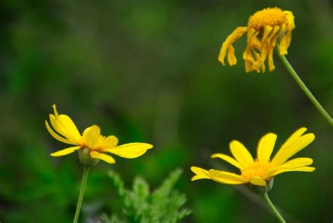 Free Photo | Yellow daisies