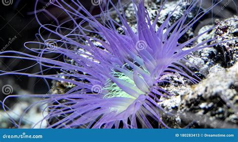 Sea Anemone in Natural Habitat, Marine Plants and Animals Stock Image ...