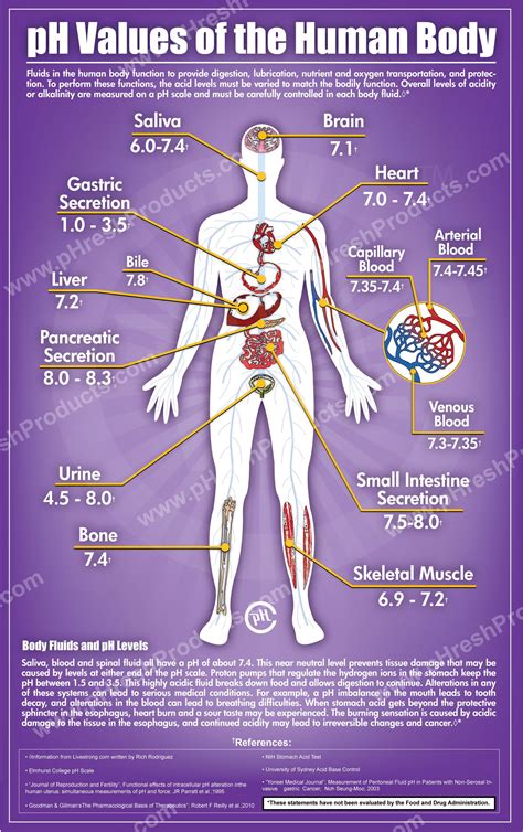 Anatomy Of The Human Lower Body Organs / Human Body Anatomical Chart ...