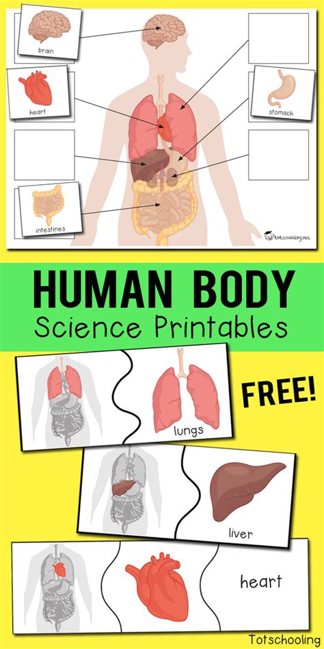 Human Body Organs Printables | Totschooling - Toddler, Preschool, Kindergarten Educational ...