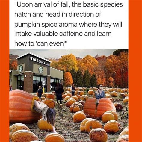 #Basic Pumpkin Spice Memes to Send to Your Friends and Family