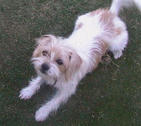 Silky Tzu (Shih Tzu X Silky Terrier Mix) Dog Info, Temperament, Puppies ...