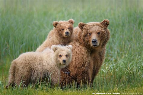 Bear Cub Photo Tour 2018 — Robert OToole Photography