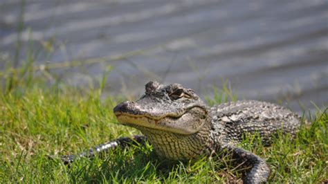 Alligator farm not a viable biz choice