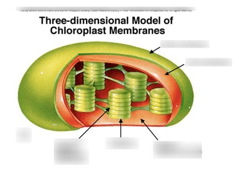 Chloroplast Structure Diagram | Quizlet