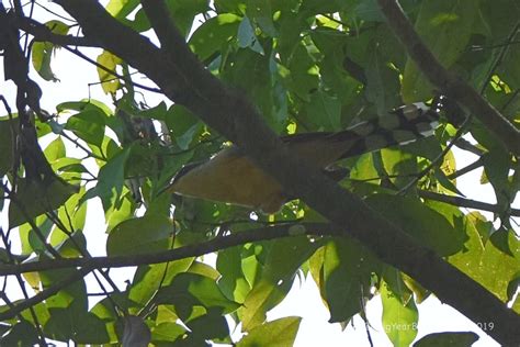 Mangrove Cuckoo - Big Year Birding