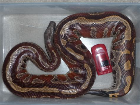 Blood Python Facts and Pictures | Reptile Fact