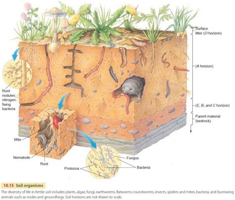 Soil Development