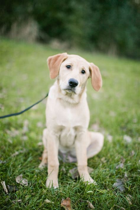 Goldador | Golden retriever labrador mix, Labrador dog, Beautiful dogs