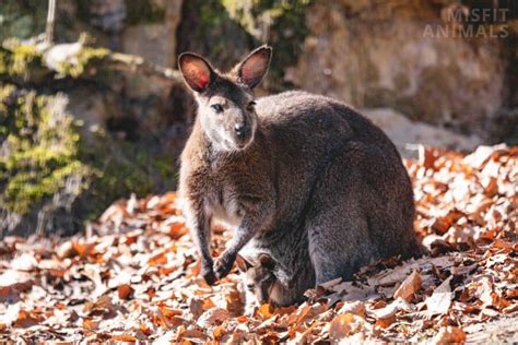 Kangaroo Pouch Facts: What They Are & What’s Inside