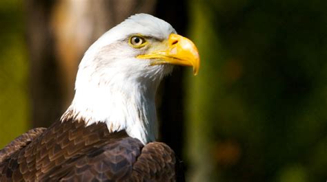 Águila calva, el ave que sobrevuela los lagos de América del Norte