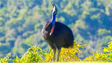 Rare video of endangered southern cassowary swimming in Coral Sea ...