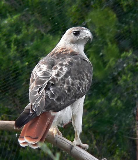 Red-tailed Hawk – Oklahoma City Audubon Society