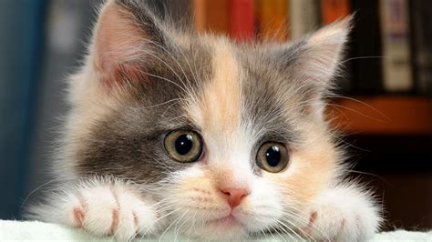 🔥 [47+] Cute Kitten Wallpapers for Desktop | WallpaperSafari