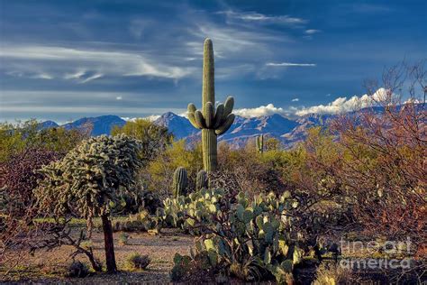 Arizona Desert Landscape Photograph by Henry Kowalski | Fine Art America