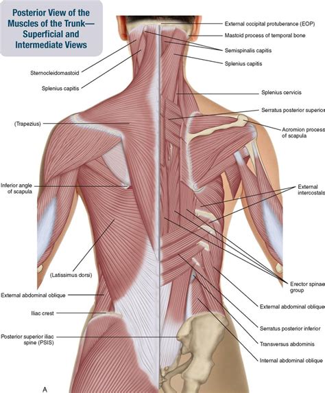 8. Muscles of the Spine and Rib Cage | Musculoskeletal Key | Body anatomy, Body muscle anatomy ...