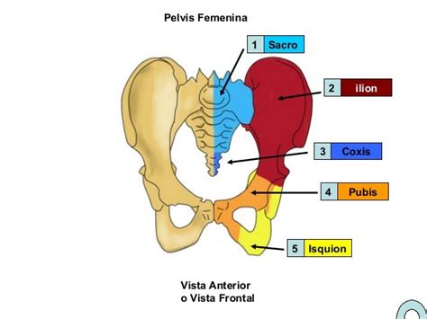 Hueso coxal algunos esquemas