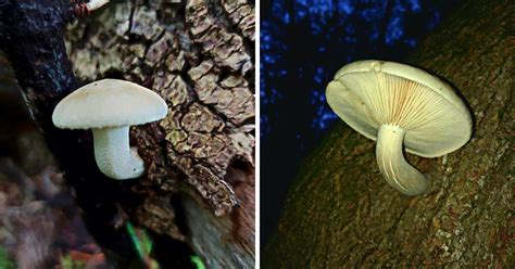 Elm Oyster Mushroom: Identification, Foraging, and Lookalikes - Mushroom Appreciation