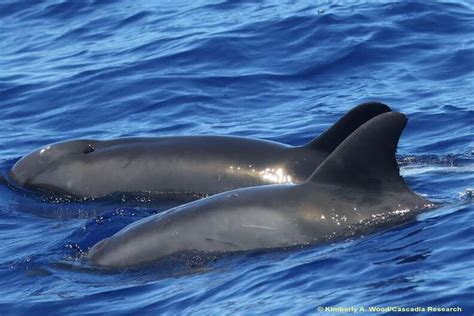 Scientists Discover New Hybrid Whale-Dolphin In Hawaii - The Dodo