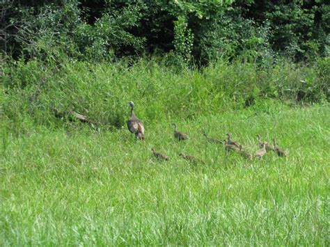 Wild Turkey Biology and Habitat Management | Panhandle Outdoors