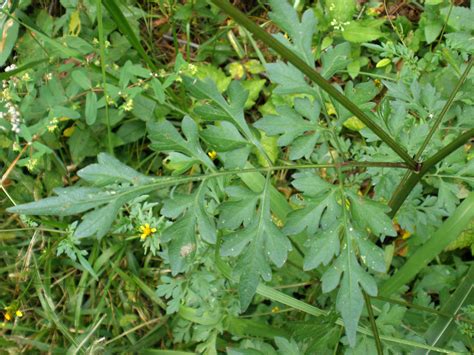 Bidens bipinnata (Asteraceae) image 17987 at PhytoImages.siu.edu