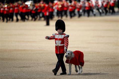 Platinum Jubilee: Seamus the dog steals the show as Irish Guards mascot